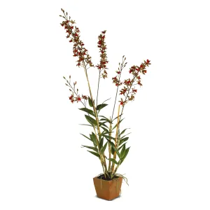 Dendrobium Orchid in Terracotta - Red-green