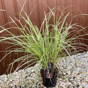 Pennisetum setaceum 'Cherry Sparkler' fountain grass 4L