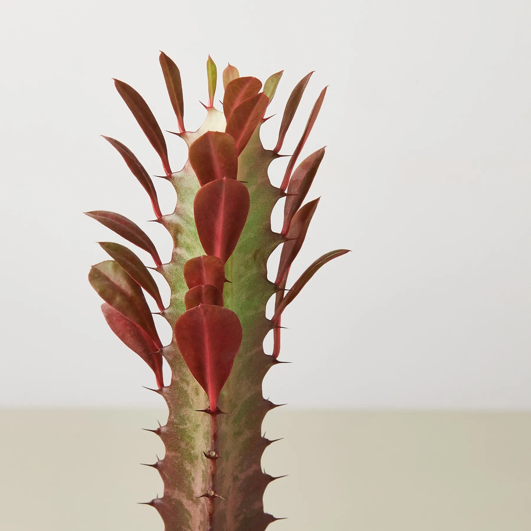 Succulent Euphorbia 'Trigona Rubra'